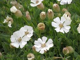 Image result for Aeschynomene uniflora