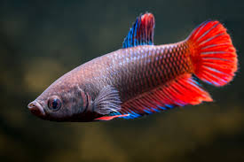 People often wonder whether female and male bettas would get along well in the same tank. Caring For A Male And Female Betta Fish