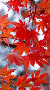Fall Leaves Iphone Wallpaper Find the best fall leaves wallpaper hd on getwallpapers. fall leaves iphone wallpaper