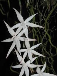 Image result for Aerangis kirkii