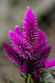 Celosia Caracas Garden Planning Visual Communication Design Flowers