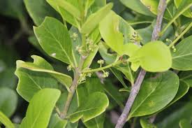 Image result for Pleurostylia