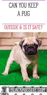 Can You Keep A Pug Outside What You Need To Know About This Breed Before Making Them An Outside Dog Pug Facts Pugs Pug Puppies