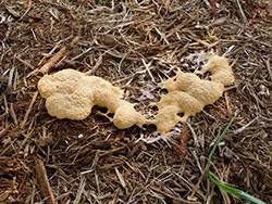 Discover some amazingly simple methods to get rid of mold and mildew from your house. 1435 Slime Mold Planttalk Colorado