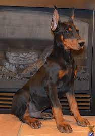 Gabriel Akc Reg World Ch Gr Sired Doberman M 518983 Doberman Pinscher Puppy Doberman Puppies For Sale Doberman