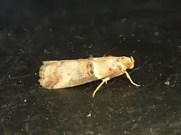 Image result for Acrotome hispida