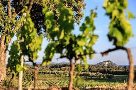 Château de brégançon 639, route de léoube 83230 bormes les mimosas tél : Our Vineyard Chateau De Bregancon