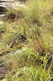 Image result for Costularia natalensis