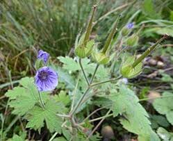 Image result for Geranium mlanjense