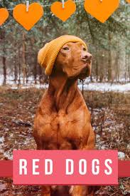 Red Dog Breeds 20 Striking Examples To Choose From