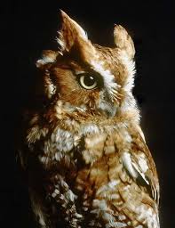 Bird That Sounds Like An Owl Screech Owls Don T Hoot Like A Owl But Sound Like A Low Siren Super Cool To Hear With Images Eastern Screech Owl Screech Owl Owl
