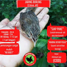 Bisa juga untuk mikat burung. Harga Ciblek Terbaik Juni 2021 Shopee Indonesia