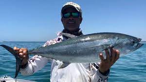 Mackay Fishing How To Lure Mackerel Tuna Daily Mercury