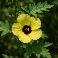Image result for Hibiscus vitifolius