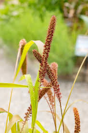 Image result for Setaria italica