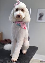 Does anyone use this for spinning or dogs who constantly sit? Do you find  it effective and how easy is it to take