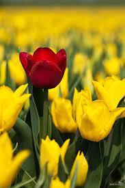 Download the perfect tulips pictures. Pin On Red Splash