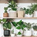 28 Best Air-Purifying Plants For The Home