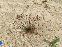 Image result for Bulbostylis barbata