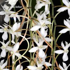 Image result for Aerangis ugandensis