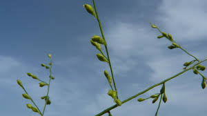 Image result for Urochloa deflexa