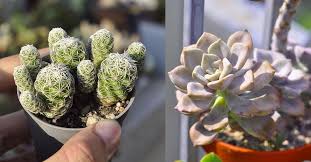 Discover how to properly tend to them and help them thrive in your home or garden. Succulents Cactus Care Guide Malaysia By Cactus Expert Jacktus