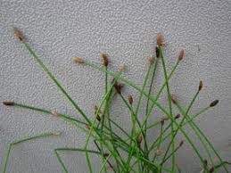 Image result for Eleocharis naumanniana