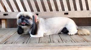 Find pet grooming in san fernando, ca on yellowbook. Glamour Pooch Grooming Spa 137 Photos 126 Reviews Pet Groomers 561 San Fernando Mission Blvd San Fernando Ca Phone Number Yelp