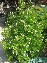 Image result for Cephalanthus