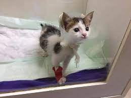 Calico Cat Facts A Collection Of 32 Facts Serious Facts