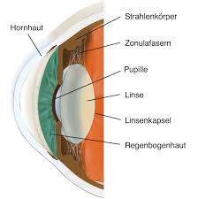 Grauer Star Munchen Augenarzt Munchen Neuhann Munchen