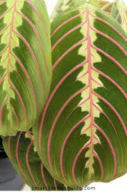 Prayer plant isn't a heavy feeder. Pin On Indoor Garden