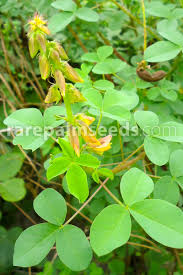 Image result for Crotalaria barkae