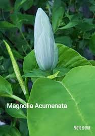 Image result for Massularia acuminata