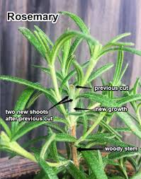 Image result for rosemary pruning