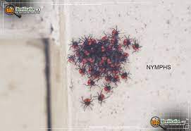 The stink bug earned its name from its tendency to release an odor when disturbed or when crushed. Florida Predatory Stink Bug Euthyrhynchus Floridanus