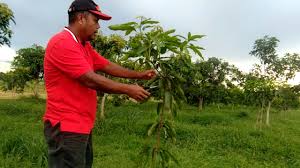 Mangga falan terkenal dengan rasa lemak dan. Teknik Membentuk Pokok Mangga Harumanis Semasa Kecil Youtube