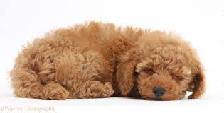 We did not find results for: Dog Two Cute Sleepy Red Toy Poodle Puppy Photo Wp39635