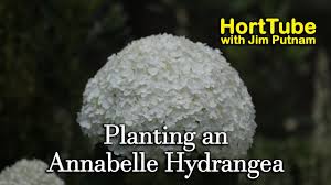 We did not find results for: Planting An Annabelle Hydrangea Super Showy White Flowers Youtube