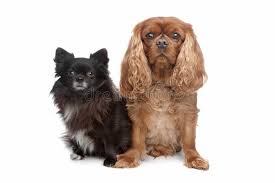 We did not find results for: Cavalier King Charles Spaniel Chihuahua Stock Photo Image Of Charles Studio 18817388