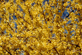 Image result for Faurea intermedia