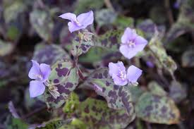 Image result for Tinnea galpinii