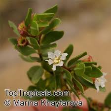 Image result for Pemphis