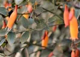 Image result for Halleria elliptica