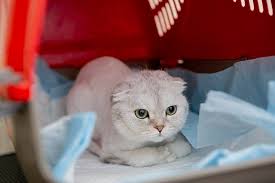 Discover why following some widely held beliefs ca. Pros Cons Of Using Cat Diapers Is It Right For Your Cat Excited Cats