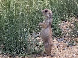 Image result for Cynomys gunnisoni obrázek