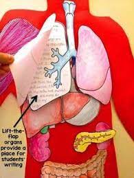 Human Body Systems Project Lift The Flap Model W Human Body Reading Passages Human Body Systems Projects Human Body Projects Human Body Science