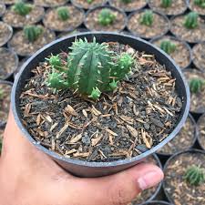 Tanaman kaktus hias mini adalah tanaman yang unik serta tahan terhadap lingkungan yang kering, kaktus cukup mudah dalam perawatannya. Kaktus Unik Tanaman Hias Facebook