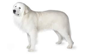 Great Pyrenees Dog Breed Information Pictures