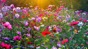 Acquista fiori per il compleanno della mamma: Fra Piccoli Fiori Di Campo Youtube
